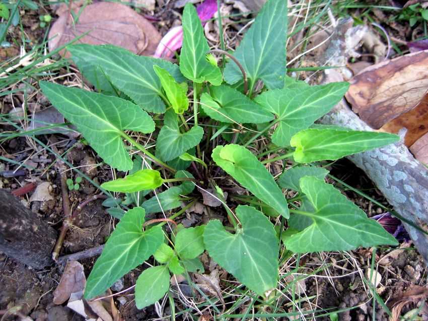 Viola inconspicua 長萼堇菜