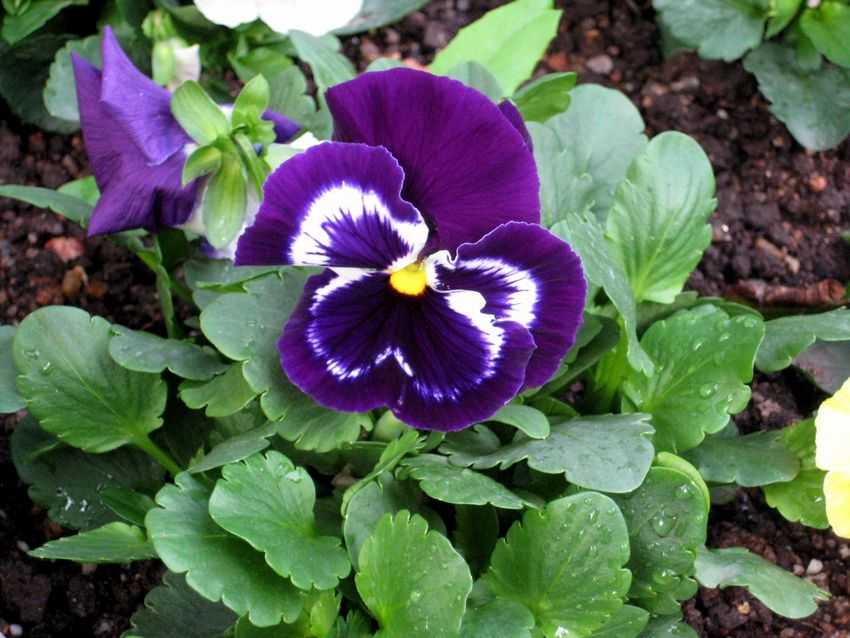 Viola tricolor 三色堇