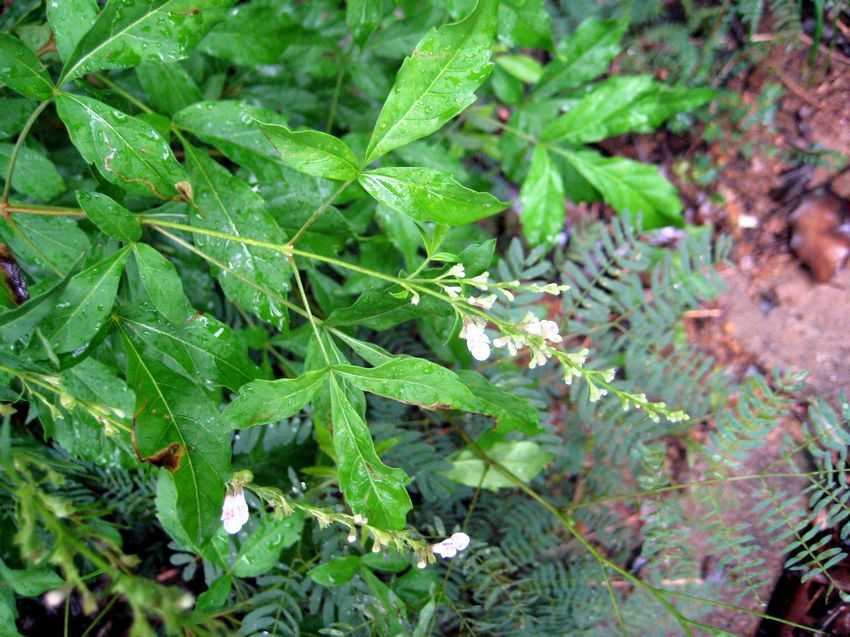 Vitex trifolia 蔓荊