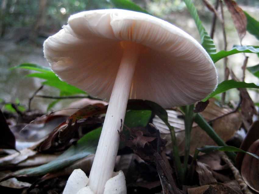 Volvariella speciosa 美麗草菇