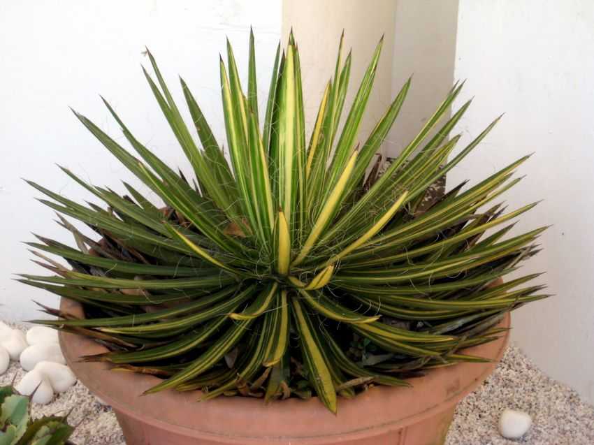 Yucca filifera 柔軟絲蘭