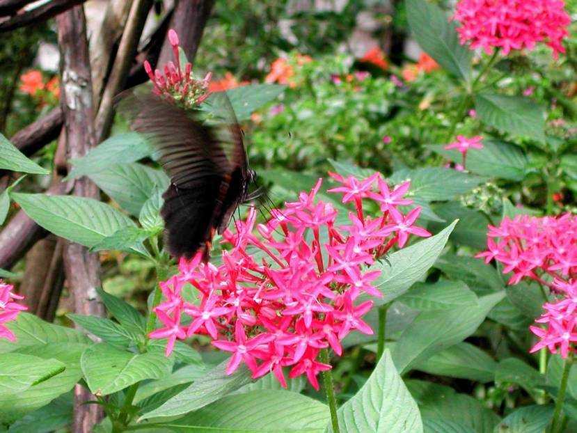 pentas lanceolata 五角花