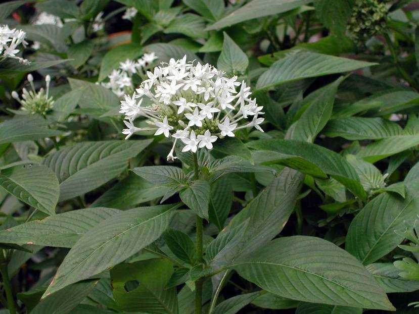 pentas lanceolata 五角花